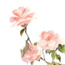 자연-꽃 이미지