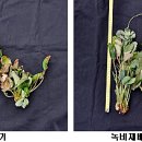 태양이용 이미지