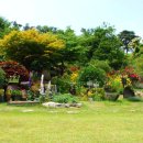 소나무정원 이미지