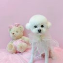 그루미재이 이미지