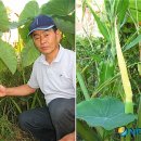 토란주인 이미지