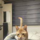 조강로 56번길 이미지