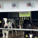 도현목장 이미지