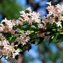 아마빌리스 이미지