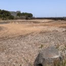 오조리-8 이미지