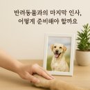순천 반려동물장례식장 하늘별 이미지