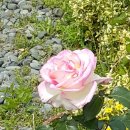 장미농원 이미지