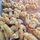 강릉 쌍둥이 동물농장 이미지