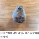 고양이김밥 이미지
