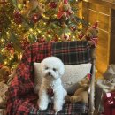 현대애견 | 더현대 서울 2025 크리스마스 강아지 애견동반으로 다녀온 후기