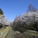 서울근교 벚꽃 명소 오산 물향기수목원 봄나들이 이미지