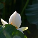 천산약초