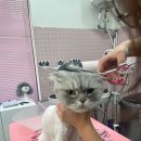 밀크펫살롱 이미지