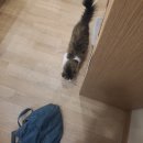 냥이싸롱 이미지