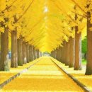 단풍세탁 이미지