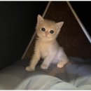 대구펫 강아지분양 고양이분양 이미지