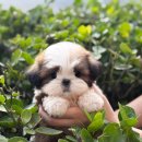 몽냥몽냥 | 강아지 초보들 집중해주세요 ! 초보 견주에게 추천하는 견종 TOP4