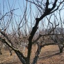 자두나무농장 이미지