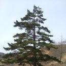 대성산 사슴농장 이미지