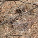 고양이천국 이미지