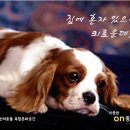 따뜻한 on동물병원 네이버블로그