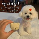 진심어린펫살롱 | 신창동강아지미용실 추천!🐶✂️ 빵지펫살롱