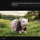 주희네 농장 | 돼지 주악구옥주희 갯수는?