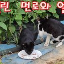 마릴린 먼로와 엘리스 이미지