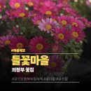 경기도도 북부청사역 | 의정부 들꽃마을 경기도북부청사 근처 의정부 꽃집 추천 변함없이 찾게 되는 동네 꽃집