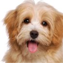 송도 24시 오케이동물병원 이미지