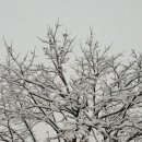 죽장면 참느리 이미지