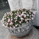 상록빌딩 앞 이미지