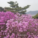 마켓진달래 이미지