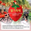 응골축제 | [속초가볼만한곳]새콤달콤 아주 특별한 딸기, 응골딸기 축제, 딸기따기체험 후기