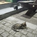 가현참치전문점 이미지