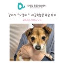 철산 동물병원) 강아지 "꼬맹이" 자궁축농증 응급 수술 후기