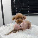 인생멍컷 이미지