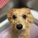 브라운동물병원 이미지