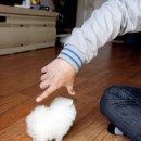 정퍼피클럽 이미지