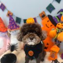 행복애견 이미지