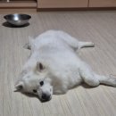 (주)진로베스토아약수 | [공지] 주간일기 | 스위치온 다이어트 도전!! 1-2주차 기록 + 일상 한스푼