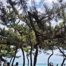 강릉김밥 이미지