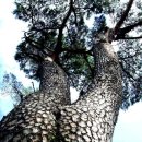 오도산 관광농원 이미지