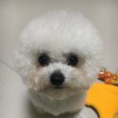 애견미용사 장윤희 이미지