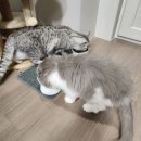 고양이 처방사료 에미넌트 급여 후기