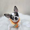 비비펫미용 이미지