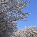 인주 | 벚꽃 만개한 카페 아기랑 방문 후기 - 인주카페 한옥점