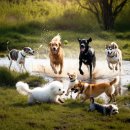 강아지무료분양고양이무료분양입양토끼거북이말티푸먼치킨유기견 | 말티푸, 푸들, 비숑프리제, 포메라니안, 말티즈! 인기 견종, 지금 바로 입양해도 될까요? (실패 후기)