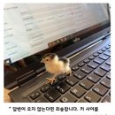 해라 이미지