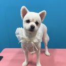 슈블리펫살롱 이미지